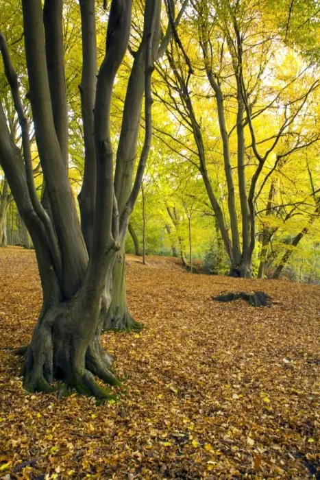 Framed Print : Deciduous woodland habitat with fallen leaves in autumn, Hazel Wood, Bramford, Suffolk, England, october Framed Print : Deciduous woodland habitat with fallen leaves in autumn, Hazel Wood, Bramford, Suffolk, England, october