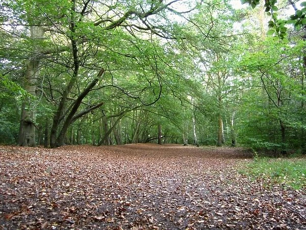Deciduous woodland habitat, Pullingshill Wood, Marlow Common, Buckinghamshire, England, october
