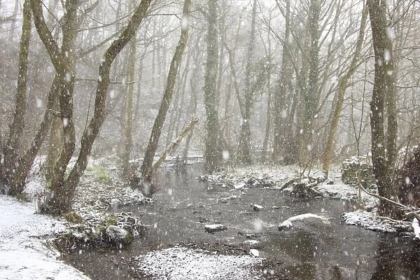 Deciduous woodland habitat and river in snow during snowfall, Rivelin River, Sheffield, South Yorkshire, England, March