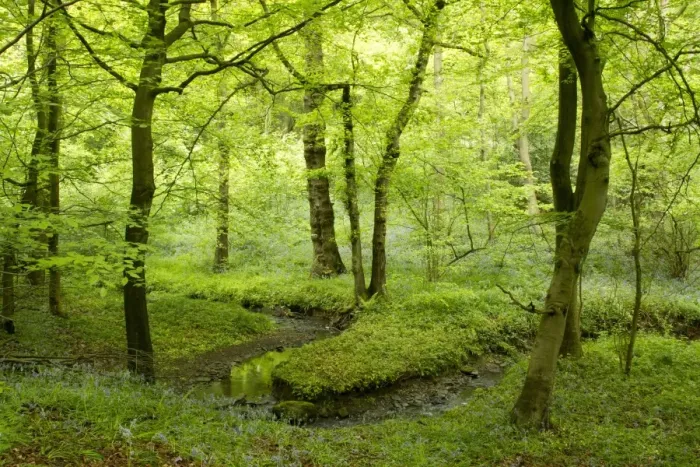 Framed Print : Deciduous woodland habitat with stream, Moss Valley, Sheffield, South Yorkshire, England, may Framed Print : Deciduous woodland habitat with stream, Moss Valley, Sheffield, South Yorkshire, England, may