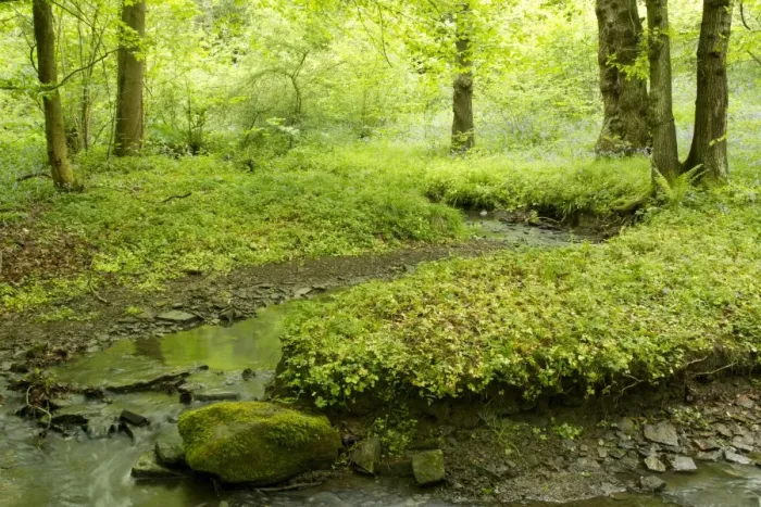 Framed Print : Deciduous woodland habitat with stream, Moss Valley, Sheffield, South Yorkshire, England, may Framed Print : Deciduous woodland habitat with stream, Moss Valley, Sheffield, South Yorkshire, England, may