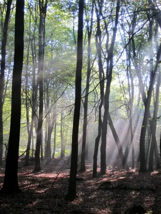 Framed Print : Deciduous woodland habitat with sunbeams, Penn Wood, Chilterns, Buckinghamshire, England, september Framed Print : Deciduous woodland habitat with sunbeams, Penn Wood, Chilterns, Buckinghamshire, England, september