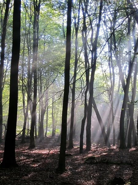 Deciduous woodland habitat with sunbeams, Penn Wood, Chilterns, Buckinghamshire, England, september