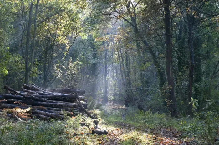 Framed Print : Deciduous woodland with pile of logs in autumn, Sheringham Park, Norfolk, England, October Framed Print : Deciduous woodland with pile of logs in autumn, Sheringham Park, Norfolk, England, October