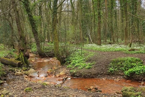 Deciduous woodland and stream stained with iron oxide deposits, Limb Brook, Ecclesall Woods, Sheffield