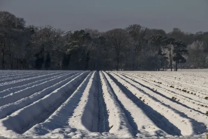 Framed Print : Deep furrow rows of carrots covered in snow Framed Print : Deep furrow rows of carrots covered in snow
