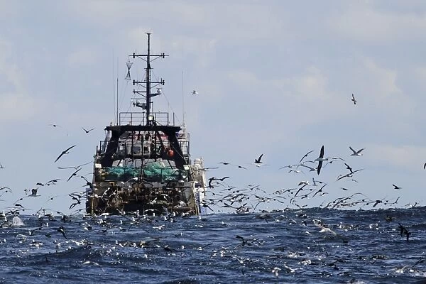 Deep-sea trawler being followed by seabirds at sea, including albatrosses, cape gannets and petrels, off Cape Town
