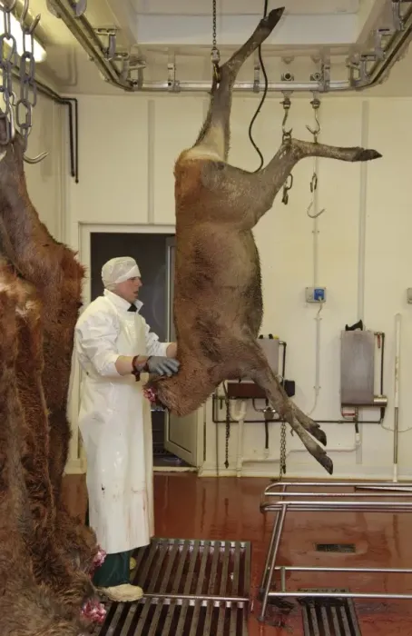 Framed Print : Deer farming, butchering Red Deer (Cervus elaphus) carcass in abattoir, England, january