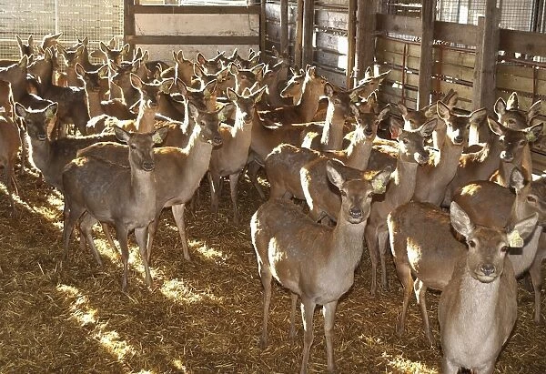 Deer farming, farmed Red Deer (Cervus elaphus) hinds, herd housed indoors, Melton Mowbray, Leicestershire, England