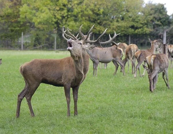 Deer farming, farmed Red Deer (Cervus elaphus) stag, roaring, with hinds, Yorkshire, England, october