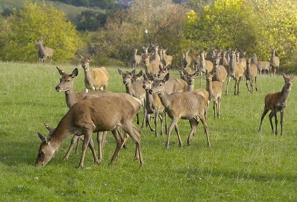Deer farming, farmed Red Deer (Cervus elaphus) hinds and calves, Yorkshire, England, october
