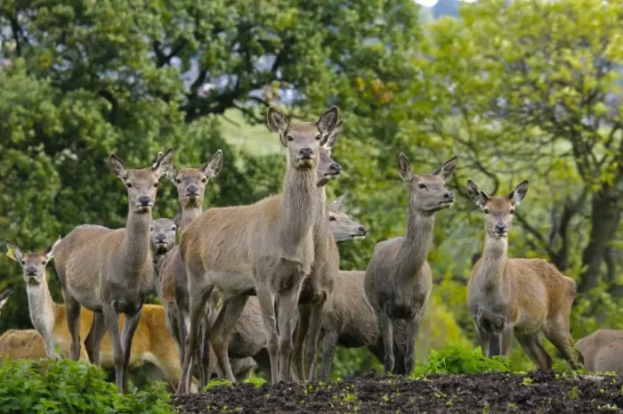 Framed Print : Deer farming, farmed Red Deer (Cervus elaphus) hinds, Yorkshire, England, october