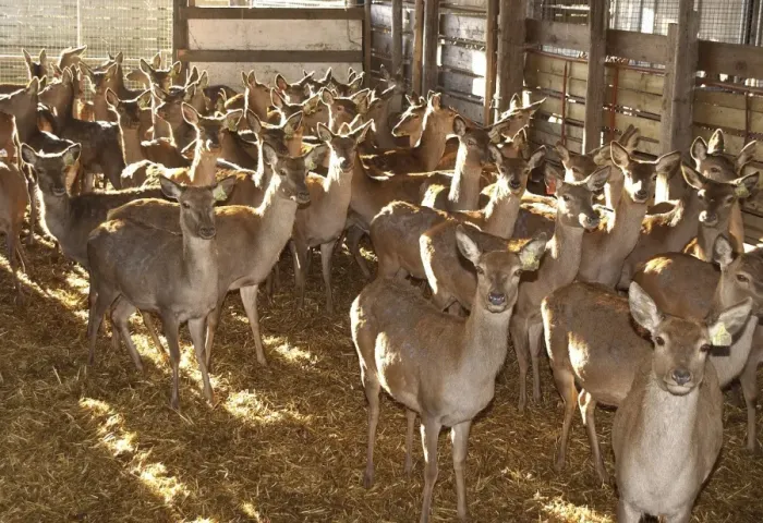 Framed Print : Deer farming, farmed Red Deer (Cervus elaphus) hinds, herd housed indoors, Melton Mowbray, Leicestershire, England Framed Print : Deer farming, farmed Red Deer (Cervus elaphus) hinds, herd housed indoors, Melton Mowbray, Leicestershire, England
