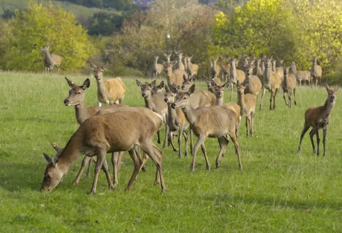 Framed Print : Deer farming, farmed Red Deer (Cervus elaphus) hinds and calves, Yorkshire, England, october Framed Print : Deer farming, farmed Red Deer (Cervus elaphus) hinds and calves, Yorkshire, England, october