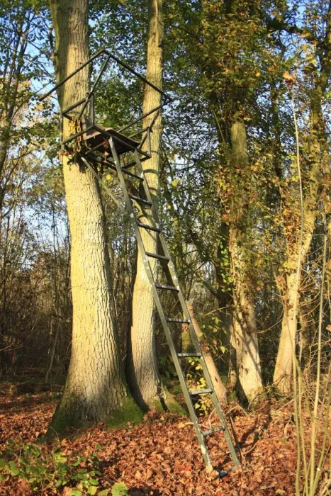 Framed Print : Deer shooting platform in ancient woodland, Wolves Wood RSPB Reserve, Hadleigh, Suffolk, England, november Framed Print : Deer shooting platform in ancient woodland, Wolves Wood RSPB Reserve, Hadleigh, Suffolk, England, november
