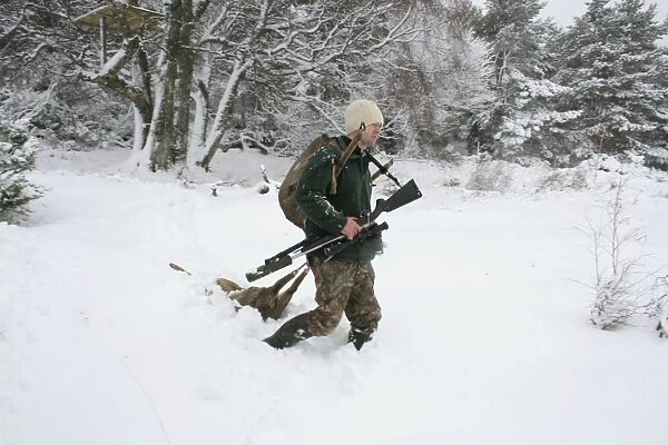 Deer stalker walking in snow with shot Western Roe Deer, (Capreolus capreolus), deer management on reserve