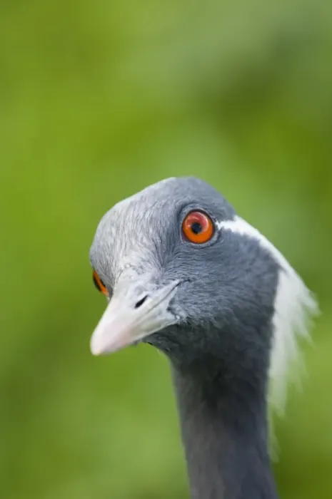 Framed Print : Demoiselle Crane (Anthropoides virgo) adult, close-up of head (captive)