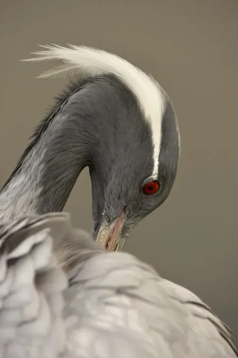Framed Print : Demoiselle Crane (Anthropoides virgo) adult, close-up of head, preening (captive) Framed Print : Demoiselle Crane (Anthropoides virgo) adult, close-up of head, preening (captive)