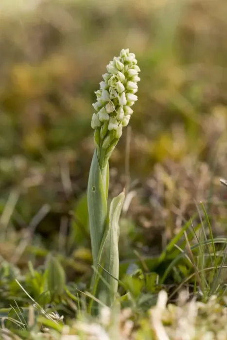 Framed Print : Dense-flowered Orchid (Neotinea maculata) flowering, The Burren, County Clare, Ireland, May