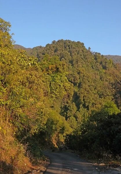 Densly forested hillside low down in hills, Mishmi Hills, Arunachal Pradesh, India, january