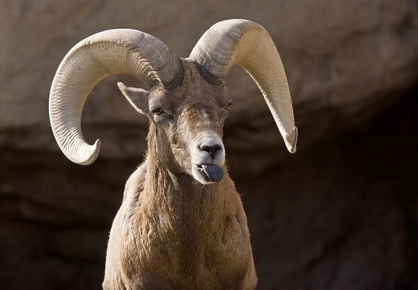Desert Bighorn Sheep (Ovis canadensis nelsoni) adult male, close-up of head