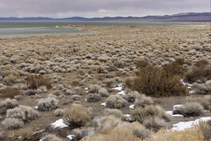 Framed Print : Desert chaparral habitat at edge of saline lake, Mono Lake, Lee Vining, California, U. S. A. february