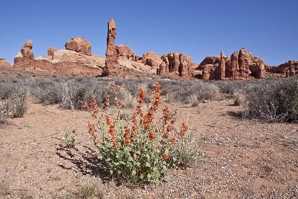 Desert Gobemallow or Hollyhock at Arches National Park