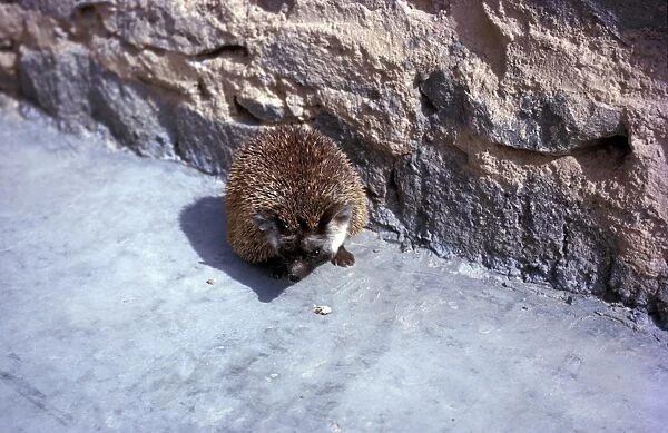 Desert Hedgehog (Paraechinus aethiopicus) Beside wall