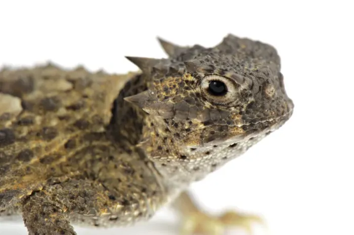 Framed Print : Desert Horned Toad (Phrynosoma platyrhinos) adult, close-up of head Framed Print : Desert Horned Toad (Phrynosoma platyrhinos) adult, close-up of head