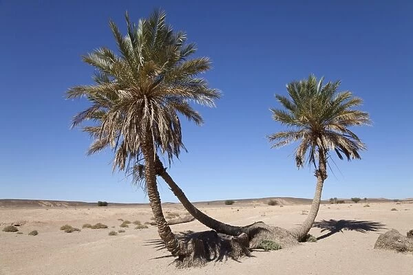 Desert oasis with palm trees, Sahara, Morocco, may