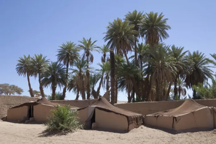 Framed Print : Desert oasis with palm trees and tent camp, Sahara, Morocco, may