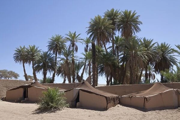 Desert oasis with palm trees and tent camp, Sahara, Morocco, may