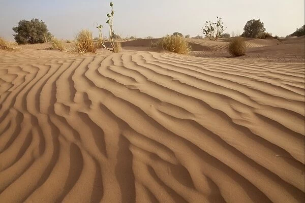 Desert sand dune with sparse vegetation, Sahara, Morocco, may
