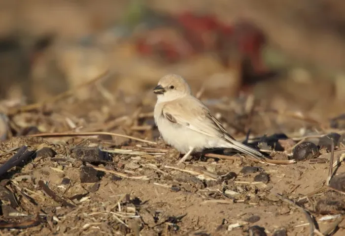 Framed Print : Desert Sparrow (Passer simplex) adult female, feeding on ground, Erg Chebbi, Morocco, february