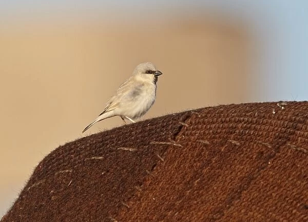 Desert Sparrow (Passer simplex) adult male, perched on jaima (Bedouin tent), Erg Chebbi, Morocco, february