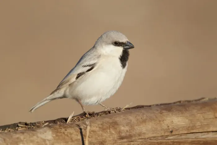 Framed Print : Desert Sparrow (Passer simplex) adult male, perched on wooden camel feeder, Erg Chebbi, Morocco, february