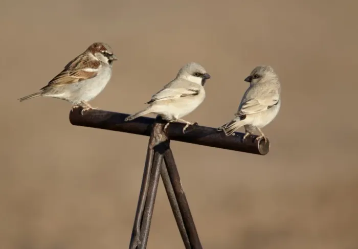 Framed Print : Desert Sparrow (Passer simplex) and House Sparrow (Passer domesticus) adult males, perched on handle of camel saddle, Erg Chebbi, Morocco, february Framed Print : Desert Sparrow (Passer simplex) and House Sparrow (Passer domesticus) adult males, perched on handle of camel saddle, Erg Chebbi, Morocco, february