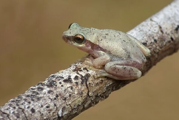 Desert Treefrog (Litoria rubella) adult, sitting on twig, Uluru-Kata Tjuta N. P