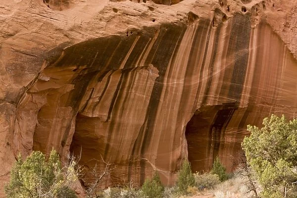 Desert varnish on red Wingate sandstone, Long Canyon, near Boulder, Grand Staircase-Escalante National Monument, Utah