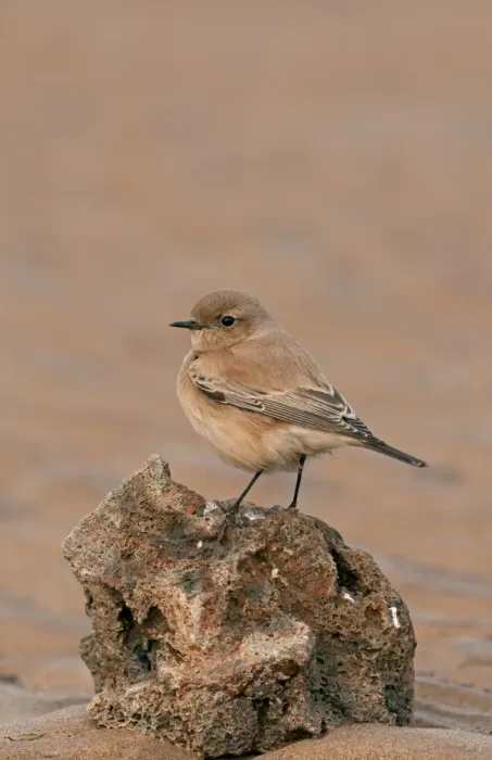 Framed Print : Desert Wheatear (Oenanthe deserti) adult female, standing on rock on beach, Lincolnshire, England, November Framed Print : Desert Wheatear (Oenanthe deserti) adult female, standing on rock on beach, Lincolnshire, England, November