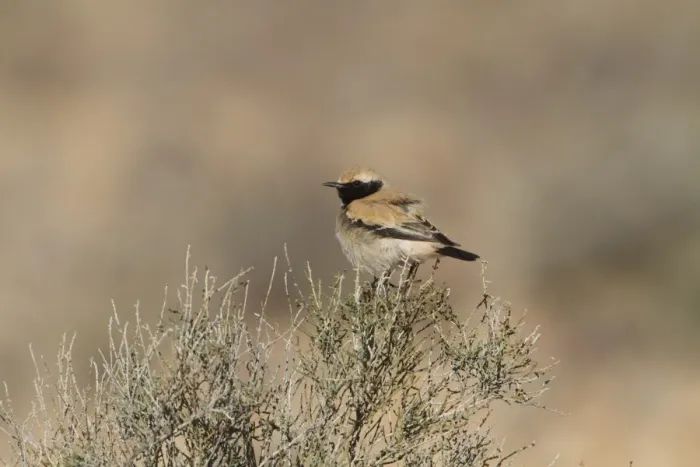 Framed Print : Desert Wheatear (Oenanthe deserti) adult male, breeding plumage, perched on bush, Morocco, March Framed Print : Desert Wheatear (Oenanthe deserti) adult male, breeding plumage, perched on bush, Morocco, March