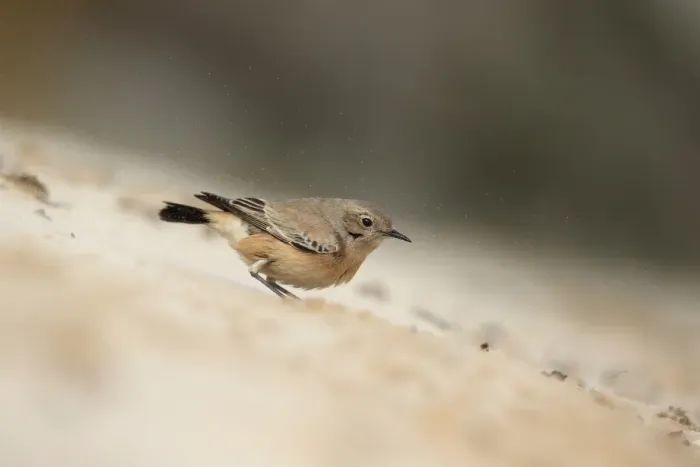 Framed Print : Desert Wheatear (Oenanthe deserti) immature female, first winter plumage, vagrant standing on sand, Norfolk, England Framed Print : Desert Wheatear (Oenanthe deserti) immature female, first winter plumage, vagrant standing on sand, Norfolk, England