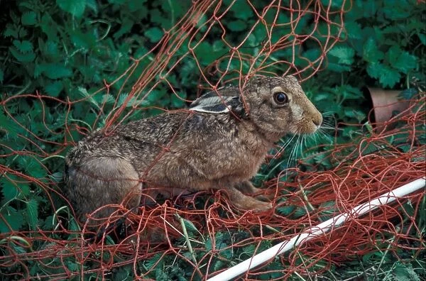 Destruction - Mammals Threat to wildlife  /  European Hare caught in flexy net  /  later released