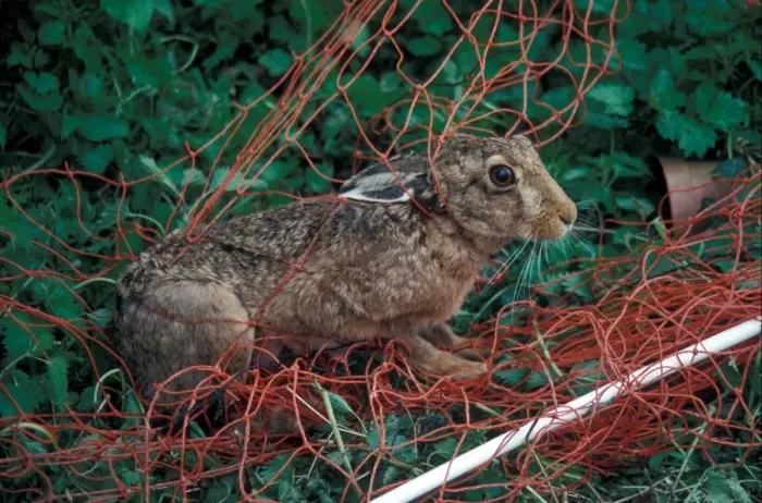 Framed Print : Destruction - Mammals Threat to wildlife / European Hare caught in flexy net / later released Framed Print : Destruction - Mammals Threat to wildlife / European Hare caught in flexy net / later released