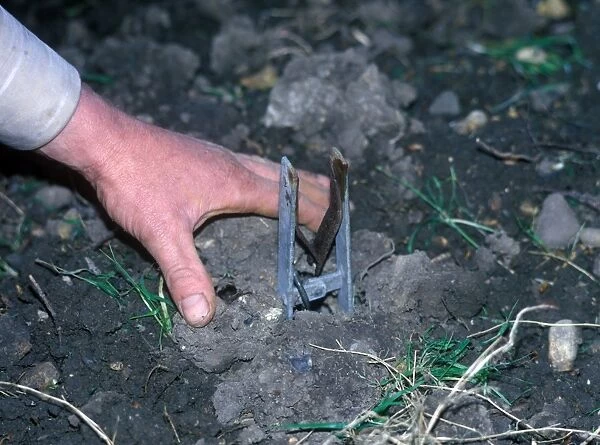 Destruction - Trap Mole trap set in ground  /  hand