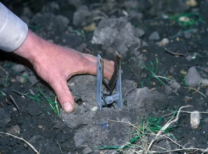 Framed Print : Destruction - Trap Mole trap set in ground  /  hand