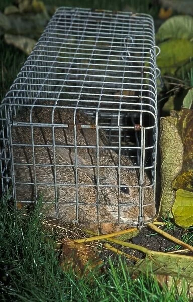 Destruction - Traps Rabbit (Oryctolagus cuniculus) trapped in live trap