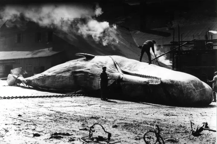 Framed Print : Destruction - Whaling / Butchering of Sperm Whale at whaling station Framed Print : Destruction - Whaling / Butchering of Sperm Whale at whaling station