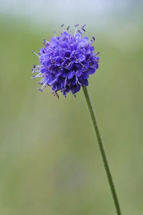 Framed Print : Devils Bit Scabious (Succisa pratensis) flowering, growing in wildflower meadow, near Grantown-on-Spey, Morayshire Framed Print : Devils Bit Scabious (Succisa pratensis) flowering, growing in wildflower meadow, near Grantown-on-Spey, Morayshire