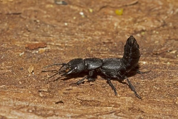Devils Coach-horse Beetle (Ocypus olens) adult, with abdomen raised in defensive posture, Castilla y Leon, Spain